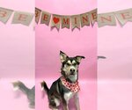 Small #3 Huskies  Mix