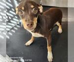 BROWNIE - Male Dachshund-Unknown Mix Dog for Adoption - Small photo