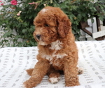 Small Photo #5 Poodle (Miniature) Puppy For Sale in HONEY BROOK, PA, USA