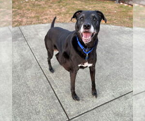 Labrador Retriever-Unknown Mix Dogs for adoption in Boston, MA, USA