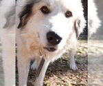Small Photo #12 Great Pyrenees Puppy For Sale in Spring, TX, USA