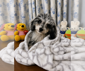 Cavapoo (Miniature) Puppy for sale in DURHAM, CT, USA