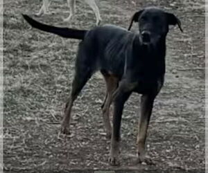German Shepherd Dog-Unknown Mix Dogs for adoption in Westminster, MD, USA