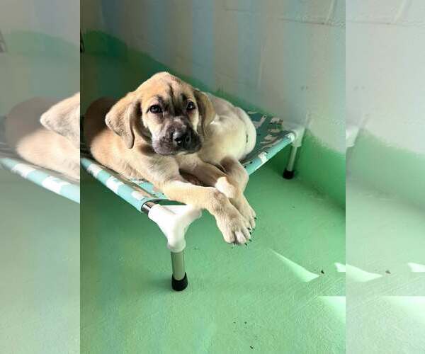 Medium Photo #15 Anatolian Shepherd-Rhodesian Ridgeback Mix Puppy For Sale in Higley, AZ, USA