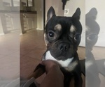 Small French Bulldog
