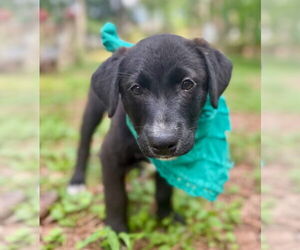 Labrador Retriever-Unknown Mix Dogs for adoption in Lawrenceville, NJ, USA