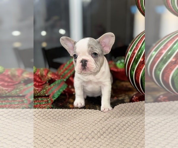 Medium Photo #2 French Bulldog Puppy For Sale in HILTON, NY, USA