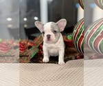 Small Photo #2 French Bulldog Puppy For Sale in HILTON, NY, USA
