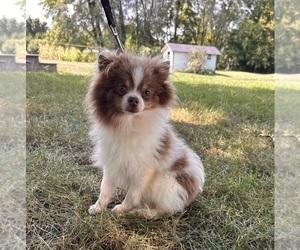 Father of the Pomeranian puppies born on 02/22/2025