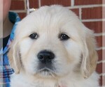 Small Photo #2 Golden Retriever Puppy For Sale in PARTRIDGE, KS, USA