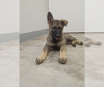 Small Photo #9 German Shepherd Dog Puppy For Sale in HARRIETTA, MI, USA