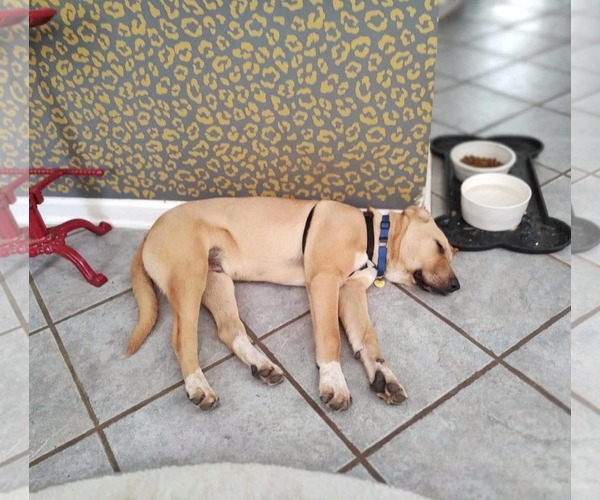Medium Photo #3 Anatolian Shepherd-Labrador Retriever Mix Puppy For Sale in Fultonham, NY, USA