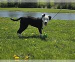 Small #1 Dogo Argentino Mix