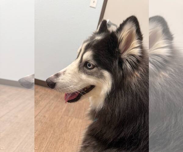 Medium Photo #2 Siberian Husky Puppy For Sale in Carrollton, TX, USA