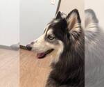 Small #1 Siberian Husky