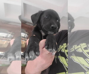 Breaking Bad : Jesse (Ash) - Male Labrador Retriever-Unknown Mix Dog for Adoption - Photo #3