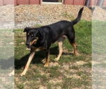 Small #1 Beauceron-Catahoula Leopard Dog Mix