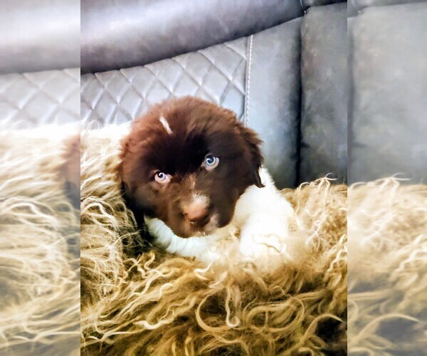Medium Photo #3 Newfoundland Puppy For Sale in CHICO, CA, USA