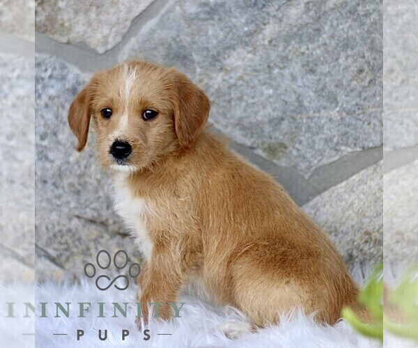 Medium Photo #3 Miniature Labradoodle Puppy For Sale in BIRD IN HAND, PA, USA