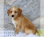 Small #2 Miniature Labradoodle