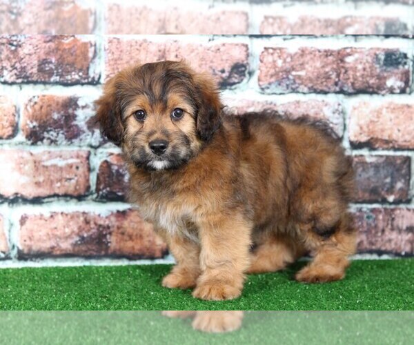 Medium Photo #1 Miniature Australian Shepherd Puppy For Sale in BEL AIR, MD, USA