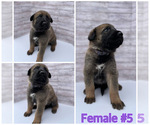 Small Photo #10 Malinois Puppy For Sale in OXNARD, CA, USA
