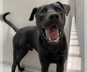 Labrador Retriever Dogs for adoption in Sugar Land, TX, USA