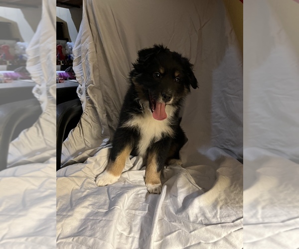 Medium Photo #3 Australian Shepherd Puppy For Sale in BURLINGTON, NC, USA