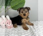 Small Photo #3 Yorkshire Terrier Puppy For Sale in FRANKLIN, IN, USA