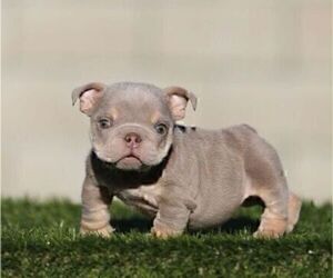 English Bulldog Puppy for Sale in WASHINGTON, District of Columbia USA
