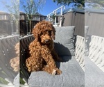 Small Photo #5 Goldendoodle Puppy For Sale in SAN DIEGO, CA, USA