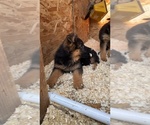 Small Photo #4 German Shepherd Dog Puppy For Sale in HACIENDA HEIGHTS, CA, USA