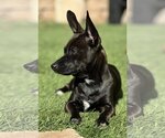 Small #3 Chiweenie