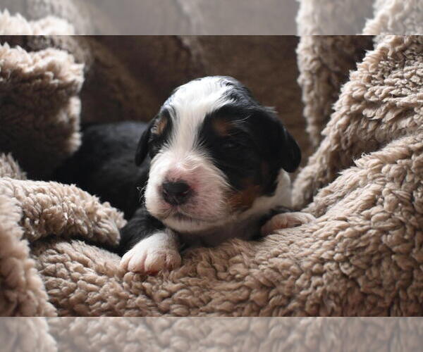 Medium Photo #33 Bernedoodle Puppy For Sale in ELMWOOD, IL, USA