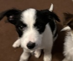 Puppy 5 Border Collie-Yorkshire Terrier Mix