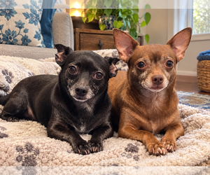 Chihuahua Dogs for adoption in Menifee, CA, USA