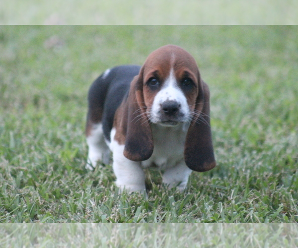 Medium Photo #58 Basset Hound Puppy For Sale in MEMPHIS, MO, USA