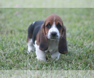Medium Basset Hound