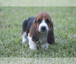 Puppy 9 Basset Hound