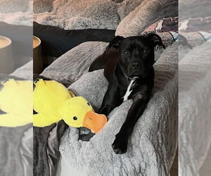 American Pit Bull Terrier-Unknown Mix Dogs for adoption in Germantown, OH, USA