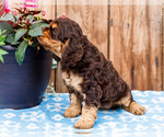 Small Photo #13 Cocker Spaniel Puppy For Sale in WAKARUSA, IN, USA