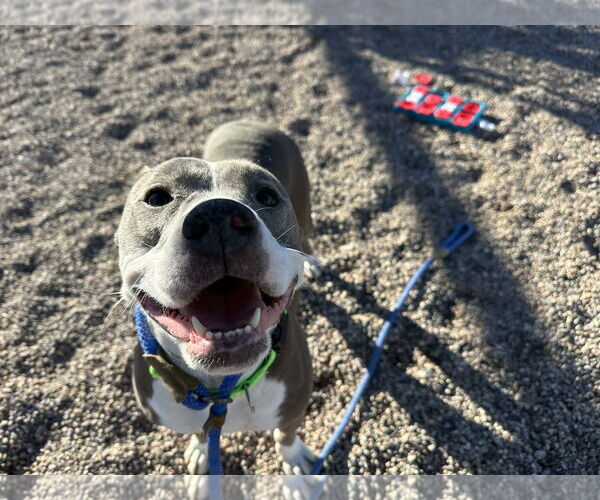 Medium Photo #2 American Pit Bull Terrier-Unknown Mix Puppy For Sale in Chandler, AZ, USA