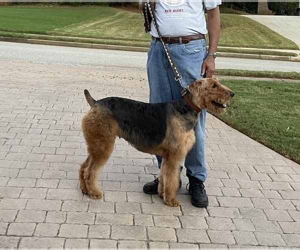 Medium Photo #8 Airedale Terrier Puppy For Sale in HAMPTON, GA, USA