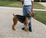 Small Photo #8 Airedale Terrier Puppy For Sale in HAMPTON, GA, USA