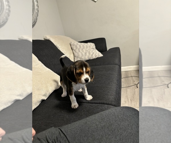 Medium Photo #1 Beagle Puppy For Sale in VANCOUVER, WA, USA