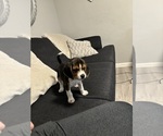 Small Photo #1 Beagle Puppy For Sale in VANCOUVER, WA, USA