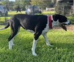 Small #1 Great Dane Mix