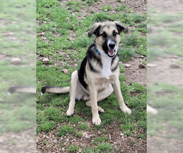 Medium Photo #4 German Shepherd Dog-Unknown Mix Puppy For Sale in Mountain View, AR, USA