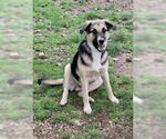 Small #3 German Shepherd Dog Mix