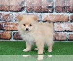 Small Photo #3 Pomeranian Puppy For Sale in BEL AIR, MD, USA